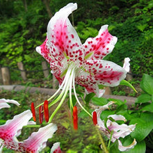 Pink Dot Lilium Brownii Seeds for a lasting display in the Flower Bed & Garden