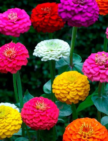 Bright Lilliput Zinnia Seeds (Zinnia elegans) for growers filling out the sunny flower beds