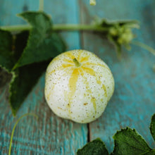 Lemon Cucumber Seeds known for heirloom round yellow cucumbers