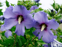 Rose of Sharon Seeds (Hibiscus syriacus) for growers filling out the vertical garden or backyard hedges