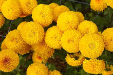 Crackerjack Mix Marigold Seeds for growers seeking a long-blooming display