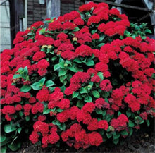 Hydrangea Hydrangea Paniculata 'Vaniglia Fraise' Seeds for vertical growth across the Garden Flower Displays
