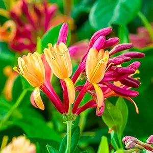 Honeysuckle Plant Lonicera spp for planting in garden
