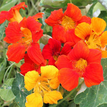 Nasturtium â€˜Vesuvioâ€™ flower seeds (Tropaeolum) â€“ fiery trailing annual