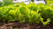 Salad Mixed greens Seeds for a lasting display in the flower bed vegetable patch