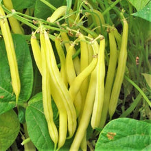 Kentucky Wonder climbing bean seeds