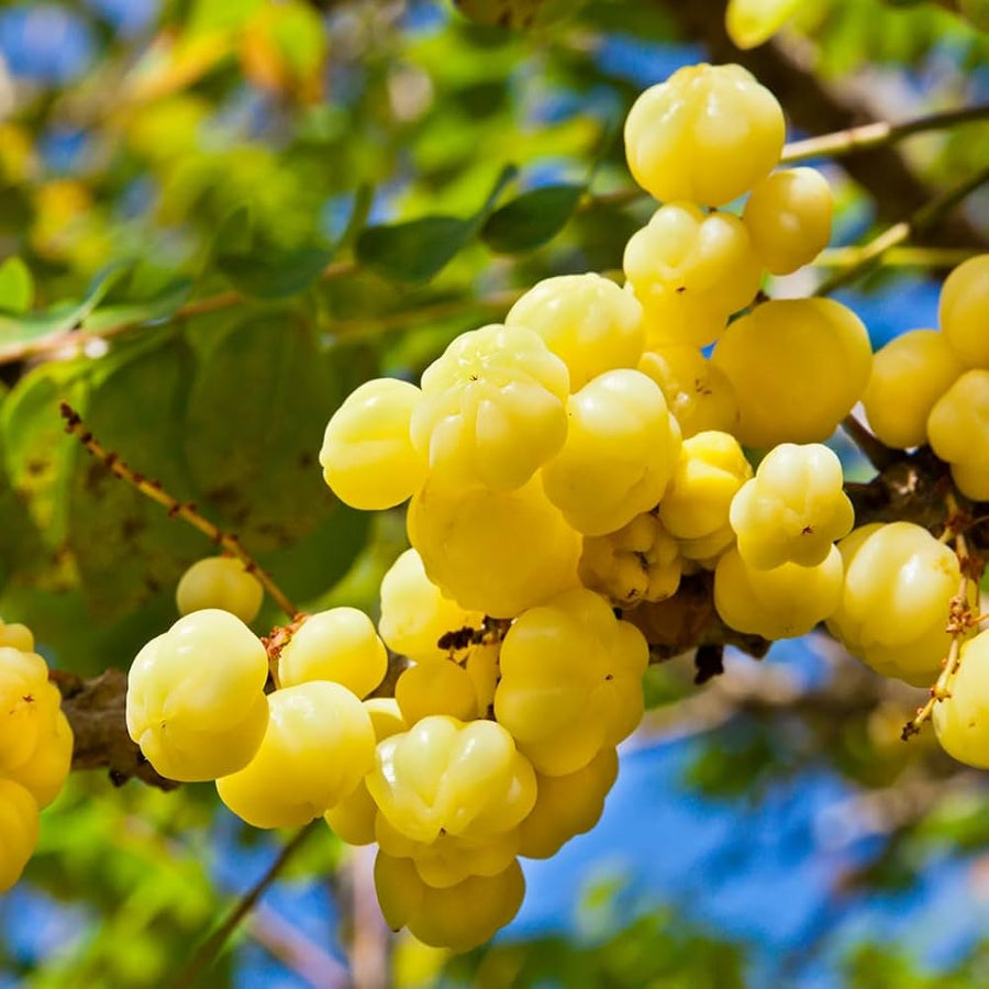 Mini yellow tomato gooseberry seeds