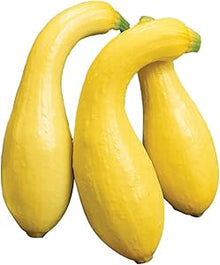 Yellow Crookneck Squash Seeds known for early Summer Harvest