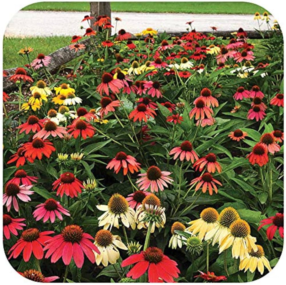 Echinacea Cheyenne Spirit seeds for perennial cutting flowers