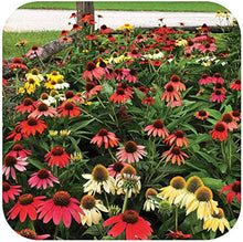 Echinacea Cheyenne Spirit seeds for perennial cutting flowers