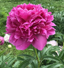 Chinese Peony Seeds for a bright addition to the Flower Bed & Garden
