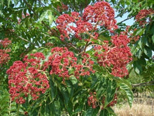 Evodia Danielli Tree Evodia daniellii for planting in flower bed