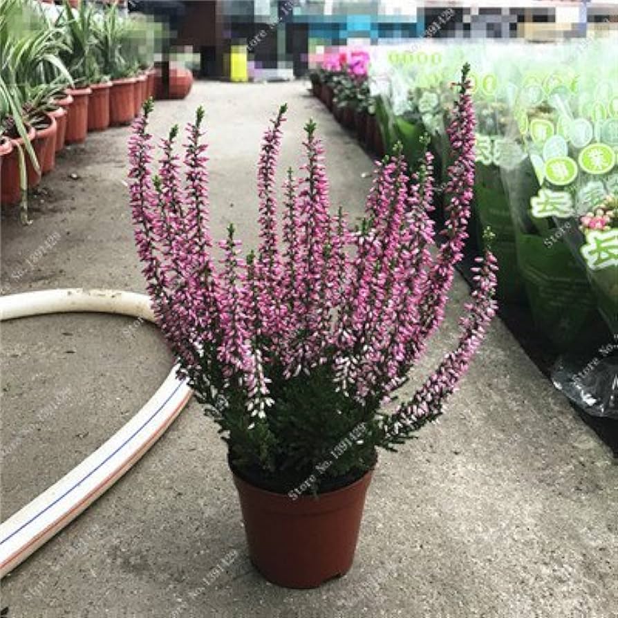 Baby’s Breath Sky Star Gypsophila paniculata flower seeds for planting in bonsai garden or pots - for planting in home garden