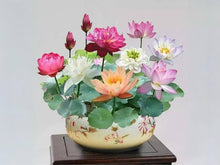 Mini Rainbow Bonsai Seeds known for vibrant, Small Bonsai Flowers