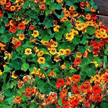 Nasturtium Tall Rollier Seeds (Tropaeolum majus) for seasonal color across the flower bed cottage garden