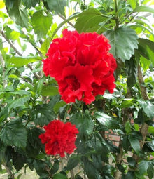 Double Petal Hibiscus Hibiscus Rosa-Sinensis Seeds for a lasting display in the Home Ornamental Borders