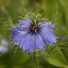 Delft Nigella Seeds grown for unique Blue Flowers