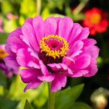 Zinnia Elegans Dreams of Flowers Plant Seeds for growers seeking a long-blooming display