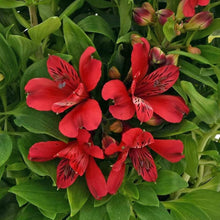 Alstromeria Peruvian Lily Seeds (Alstroemeria spp.) for a bright addition to the Flower Garden