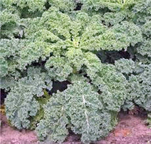 Kale Seeds for home growers seeking a reliable harvest
