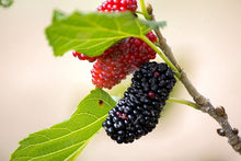 Mulberry Seeds (Morus spp.) for long-term planting in the yard