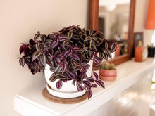 Tradescantia Spiderwort Mixed Seeds for a bright addition to the Garden