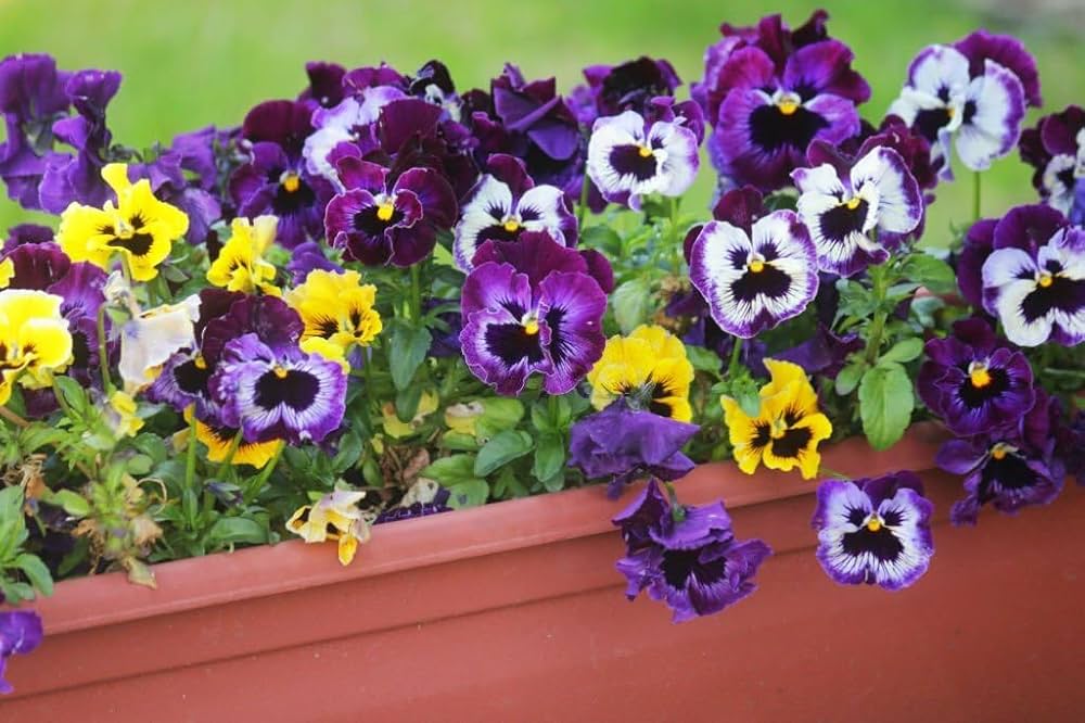 Pansy Viola Tricolor Colorful Flower Seeds for Planting – Perfect for Seasonal Displays and Balcony Gardening