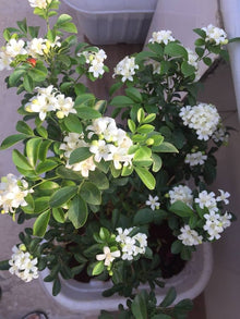 Orange Jasmine Seeds (Murraya paniculata) for growers planting the Flower Balcony Garden