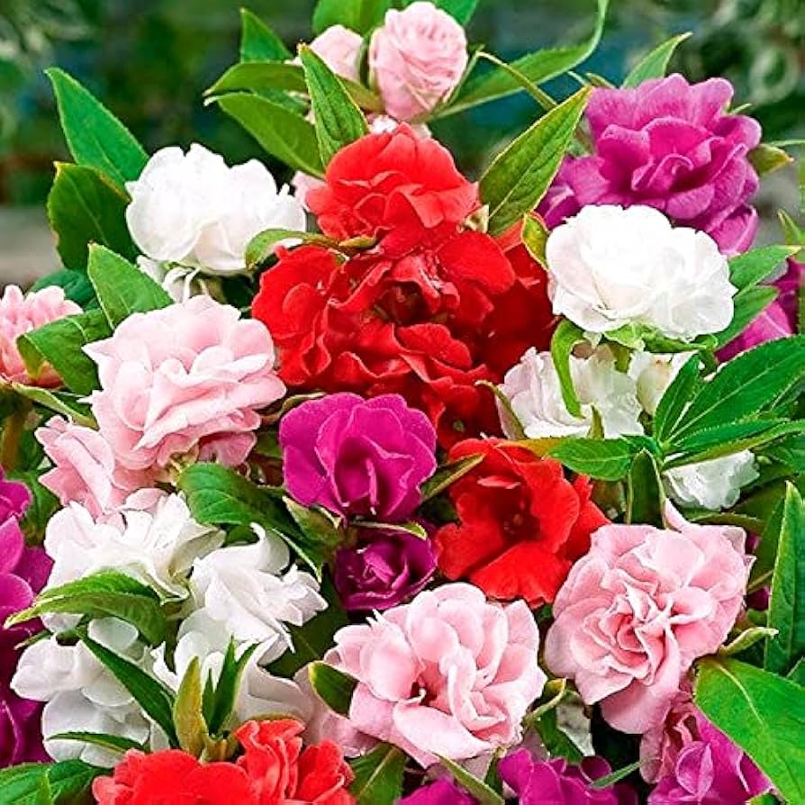 Black Camellia (Camellia japonica) & Impatiens (Impatiens spp.) for planting in bonsai gardens