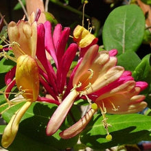 Honeysuckle Plant Seeds (Lonicera spp.) for a bright addition to the Flower Bed