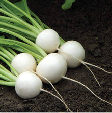 Hakurei Turnip Seeds (Brassica rapa) for a fresh homegrown crop from the vegetable patches and home gardens