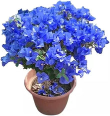 Blue Bougainvillea Seeds (Bougainvillea spp.) for growers filling out the Flower Bed & Vertical Garden