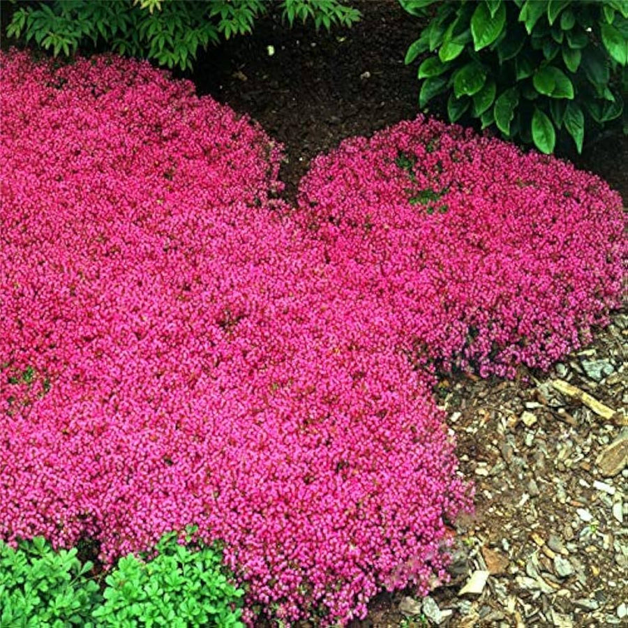 Rock Cress ��������� Arabis spp. ��������� for planting in pink flower bed