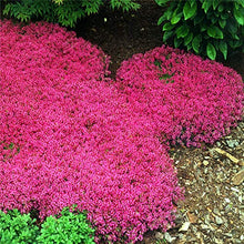 Creeping Thyme and Blue Rock Cress groundcover flowers