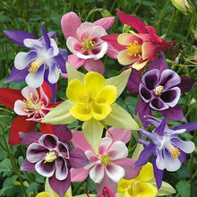 Columbine flower Aquilegia Winky Double Mix Seeds for a lasting display in the shaded garden beds or natural landscapes