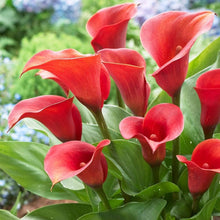 Calla Lily Seeds (Zantedeschia spp.) for a bright addition to the Home Garden & Flower Bed