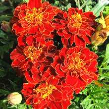 Tagetes Patula Nana Bolero Seeds for a bright addition to the Flower Bed & Home Garden