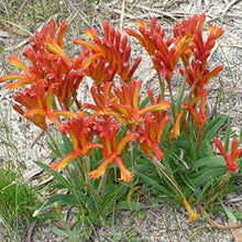 Kangaroo Paw Plants (Anigozanthos spp.) for seasonal color across the Flower Bed