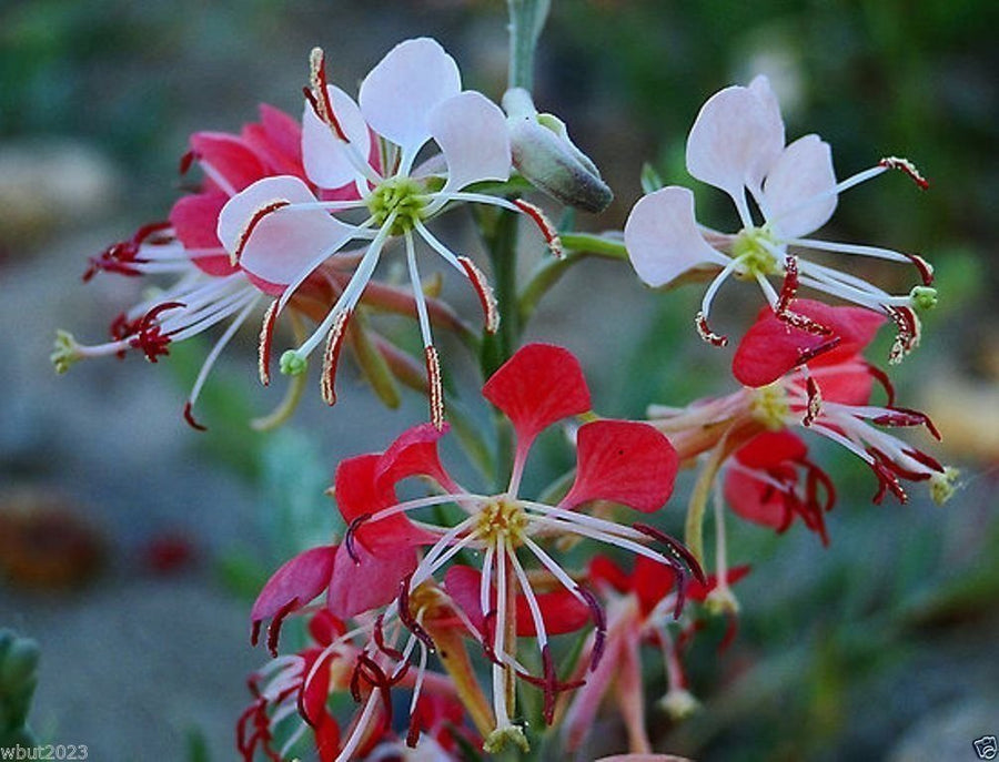 Gaura Gaura Lindheimeri Scarlet Wildflower Seeds for Planting – Perfect for Pollinator Gardens and Natural Landscaping