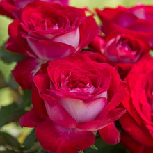 Double Delight Rose Seeds (Rosa spp.) for colorful blooms in the Flower Bed & Garden