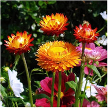 Helichrysum Bikini Mix Seeds for a bright addition to the Bright Annual Flower Gardens