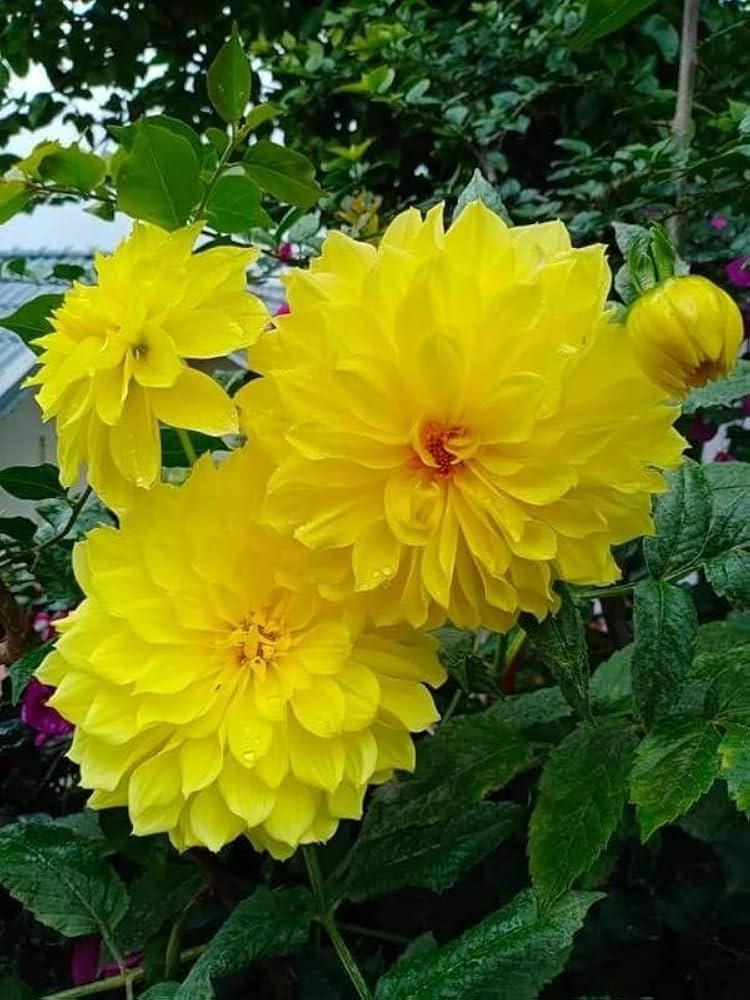 Yellow Dahlia Dahlia pinnata for planting in potted garden
