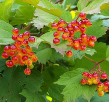 European Cranberrybush Viburnum Opulus Seeds for a lasting display in the Flower Bed