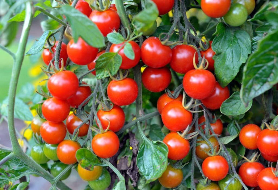 Spanish Tomato Solanum Lycopersicum Seeds for planting in vegetable bed