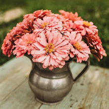 Zinnia Zinnia Elegans Luminosa Seeds for colorful blooms in the Garden Pollinator Gardens