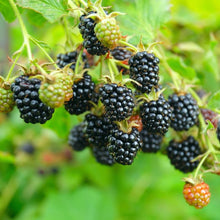 Triple Crown Blackberry Thornless Giant Seeds for growers wanting a homegrown harvest