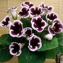 Gloxinia Plants (Sinningia speciosa) for a lasting addition to the bonsai flower bed