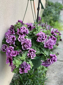 Petunia Petunia Hybrida Purple Flower Seeds for Planting – Ideal for Garden Borders, Hanging Baskets, and Pots