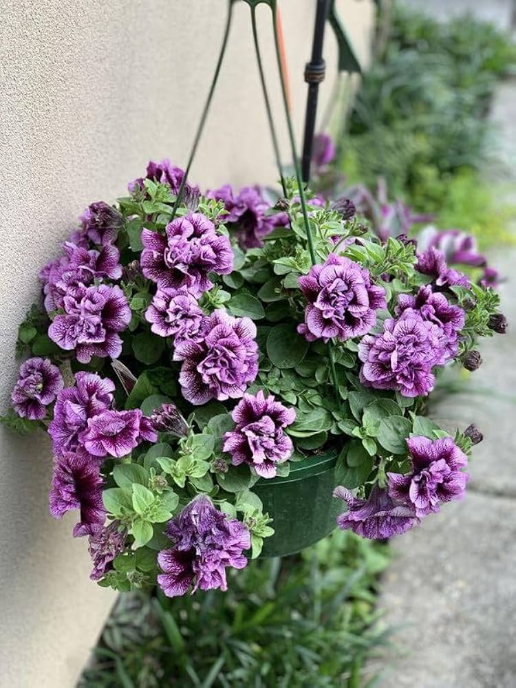 Petunia Petunia Hybrida Purple Flower Seeds for Planting – Ideal for Garden Borders, Hanging Baskets, and Pots