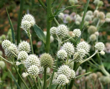 Rattlesnake Master Seeds for a colorful addition to any planting